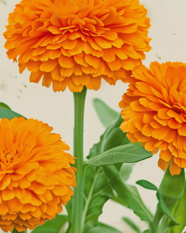 Pot Marigold Seeds Organic Calendula Officinalis Annual Balls Orange