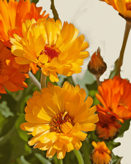 Pot Marigold Seeds Organic Calendula Officinalis Pacific Beauty Annual