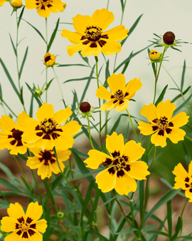 Coreopsis Seeds Organic Coreopsis Tinctoria Annual Tall Mixed Double Butter Daisy