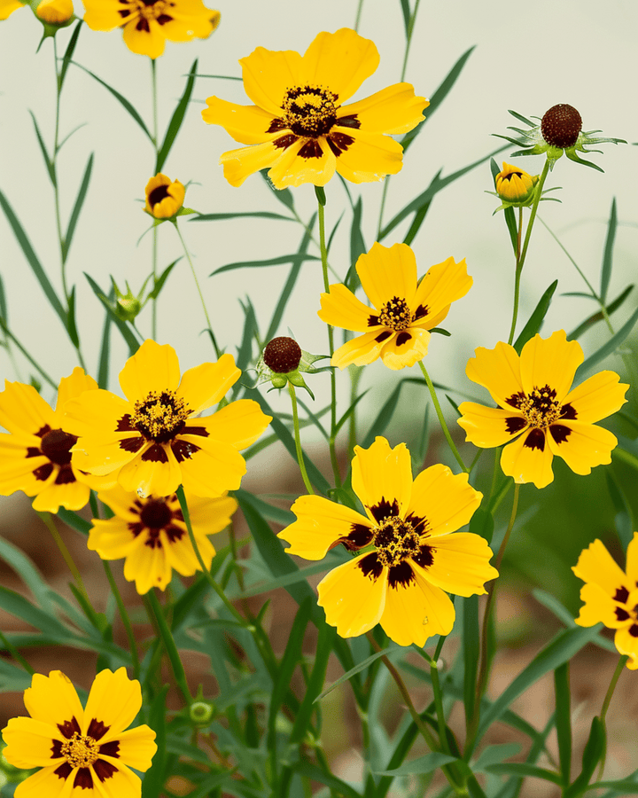 Tall Mixed Double Butter Daisy seeds (Coreopsis tinctoria) – organic annual mix