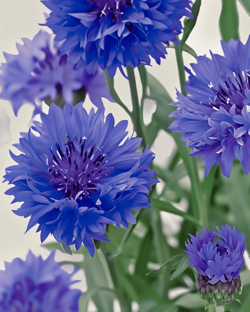 Kornblume Blue Ball Samen (Centaurea cyanus) – einjährige Bio-Blume