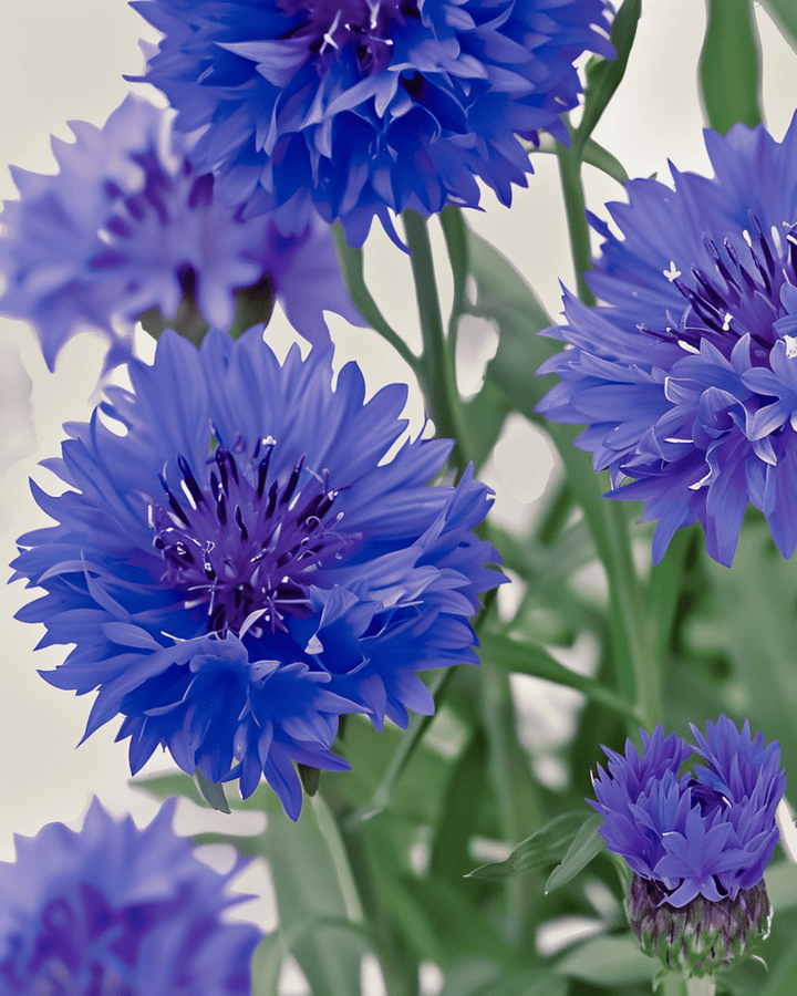 Kornblume Blue Ball Samen (Centaurea cyanus) – einjährige Bio-Blume