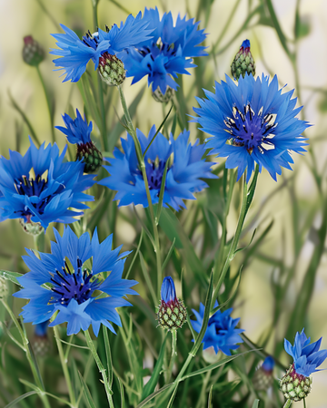 Wilde Kornblume Samen (Centaurea cyanus) – Bio-Blume einjährig