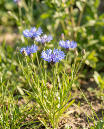Wilde Kornblume (Centaurea cyanus) – Bio-Blumensamen einjährig von SeedsChoice