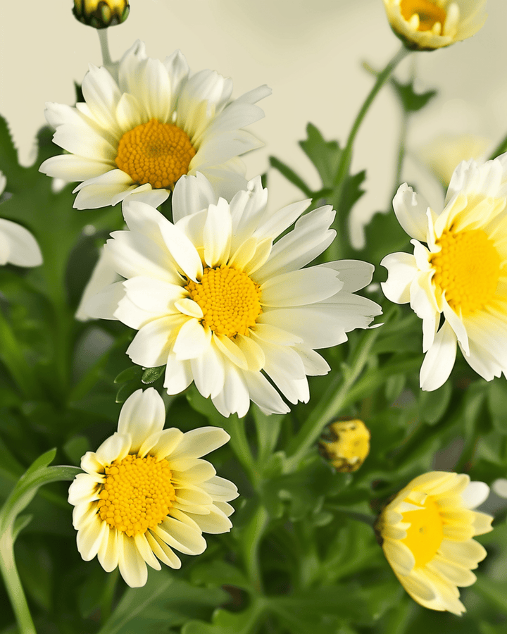 Mixed Single Flowered Samen (Chrysanthemum coronarium) – einjährige Bio-Blume