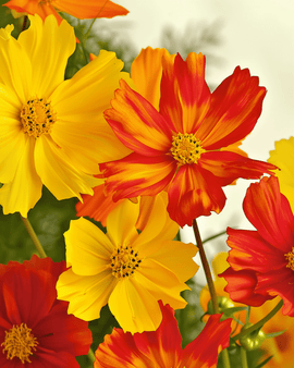 Cosmos Bright Lights Seeds Organic Cosmos Sulphureus Annual Mix