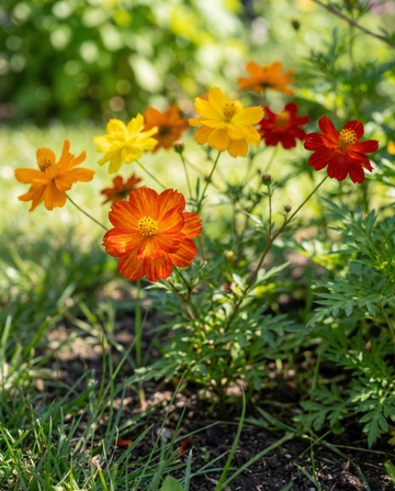 Bright Lights (Cosmos sulphureus) – Bio-Samen für einjährige Mischung von SeedsChoice