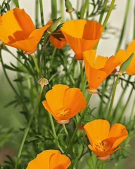 Eschscholzia Aurantiaca Seeds Organic Annual Eschscholzia Californica Aurantiaca Yellow Flowers