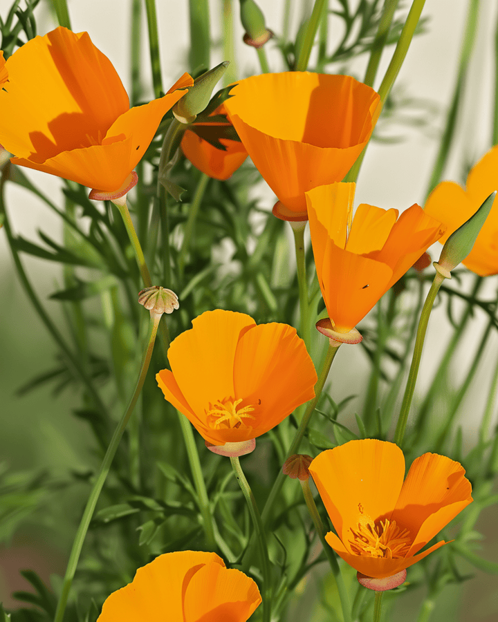 Aurantiaca Yellow seeds (Eschscholzia californica) – organic annual flower