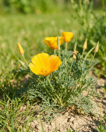Aurantiaca Yellow (Eschscholzia californica) – organic annual flower seeds from SeedsChoice