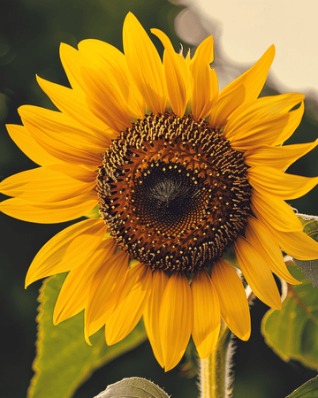 Sunflower Single Giant seeds (Helianthus annuus) – organic annual flower