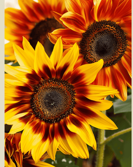 Sonnenblumen-Samen Compact Spray Bio Helianthus Annuus einjährig