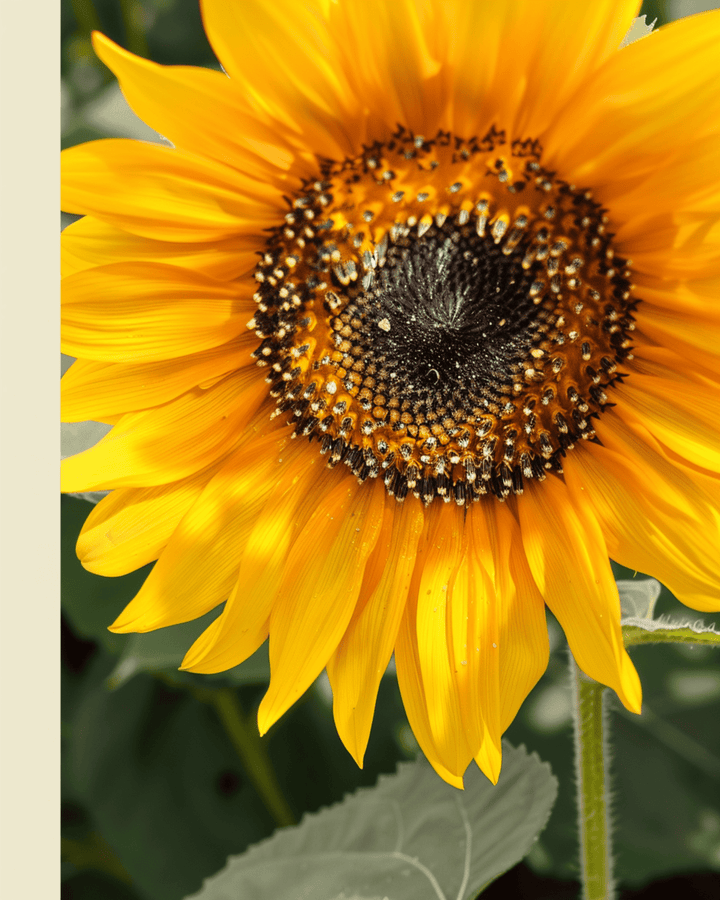Sonnenblume Nakdi F1 Pollen Free Samen (Helianthus annuus) – einjährige Bio-Blume