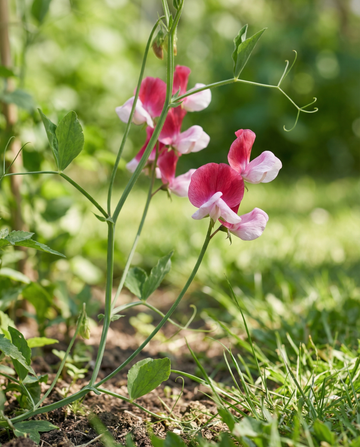 Sweet Pea Painted Lady (Lathyrus odoratus) – organic annual flower seeds from SeedsChoice