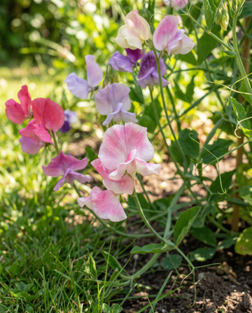 Duftwicke Spencer Mixed (Lathyrus odoratus) – Bio-Blumensamen, einjährig, von SeedsChoice