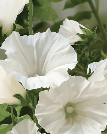 Mallow Mont Blanc seeds (Lavatera trimestris) – organic annual flower
