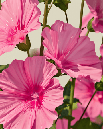 Mallow Rose Red Mix seeds (Lavatera trimestris) – organic annual flower