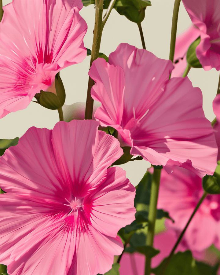 Malve Rose Red Mix Samen (Lavatera trimestris) – einjährige Bio-Blume