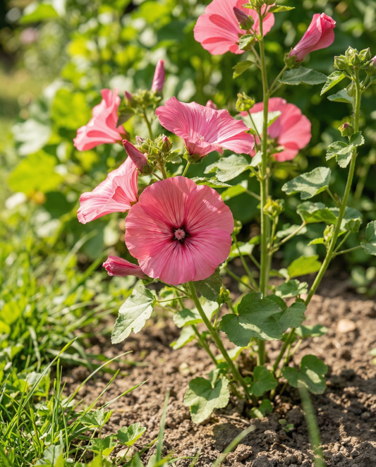Malve Rose Red Mix (Lavatera trimestris) – einjährige Bio-Blumensamen von SeedsChoice