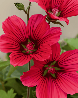 Malope Red Queen Seeds Organic Malope Trifida Annual Flower