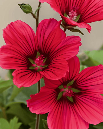 Red Queen Samen (Malope trifida) – einjährige Bio-Blume
