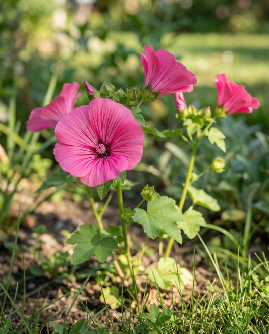 Red Queen (Malope trifida) – organic annual flower seeds from SeedsChoice