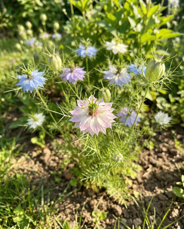 Jungfer im Grünen Persian Jewel (Nigella damascena) – Bio-Saatgut, einjährige Mischung von SeedsChoice