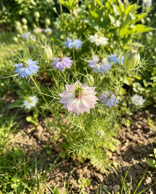 Jungfer im Grünen Persian Jewel (Nigella damascena) – Bio-Saatgut, einjährige Mischung von SeedsChoice