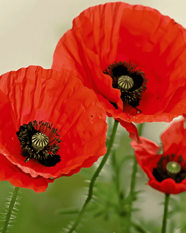 Poppy Seeds Organic Papaver Rhoeas Annual Flower