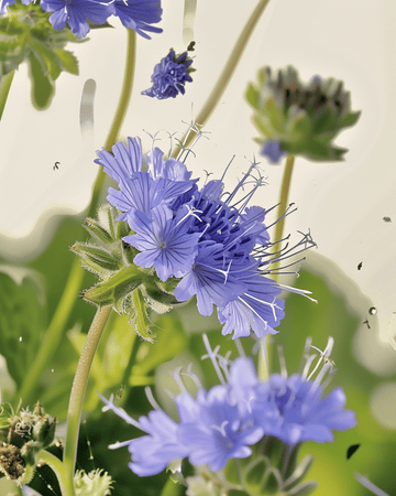 Phacelia Seeds Organic Phacelia Tanacetifolia Annual Flowers seeds (Phacelia tanacetifolia) – organic annua…