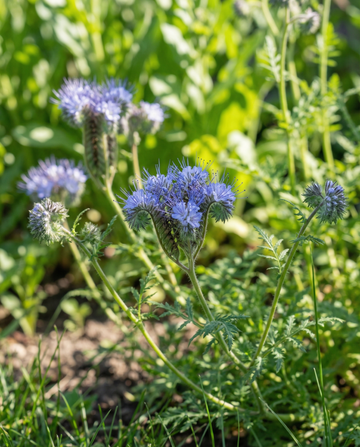 Phacelia Seeds Organic Phacelia Tanacetifolia Annual Flowers (Phacelia tanacetifolia) – organic annual flow…