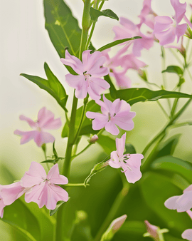 Cowherb Seeds Organic Saponaria Vaccaria Annual Pink Beauty Flowers