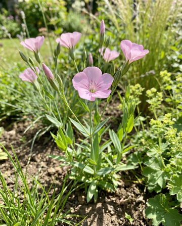 Cowherb Pink Beauty (Saponaria vaccaria) – Bio-Kräutersamen, einjährig, von SeedsChoice