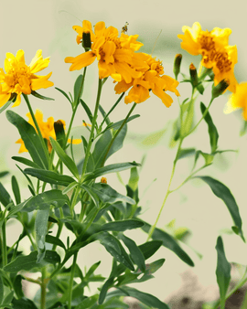 Mexican Tarragon Seeds Tagetes Lucida Organic Annual Flower
