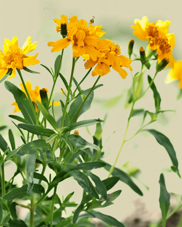 Mexikanischer Estragon Samen (Tagetes lucida) – einjährige Bio-Blumensamen