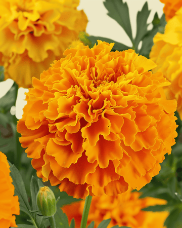 African Marigold Sunset Giants Mixed seeds (Tagetes erecta) – organic annual flower