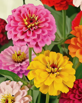 Zinnia Dahlia Flowered Seeds Organic Zinnia Elegans Annual Mix