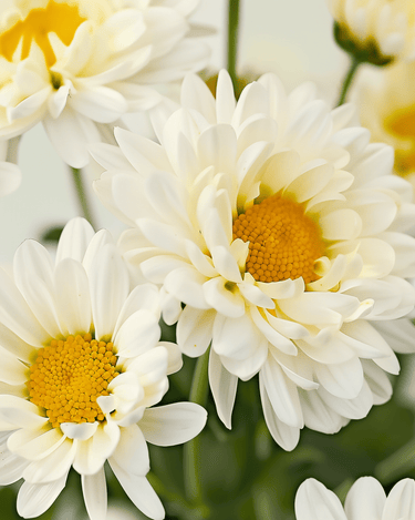 Shasta Daisy May Queen seeds (Chrysanthemum leucanthemum) – organic perennial