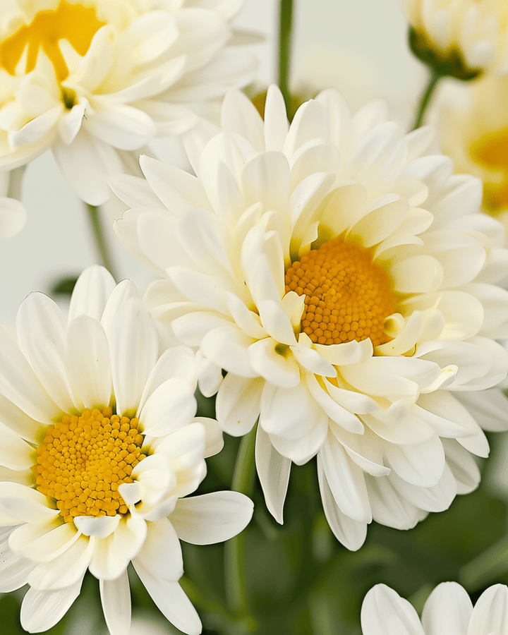 Margeritensamen Shasta Daisy May Queen (Chrysanthemum leucanthemum) – Bio-Saatgut, mehrjährig
