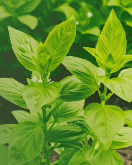 Lemon Basil Seeds Organic Ocimum Basilicum Annual Herb
