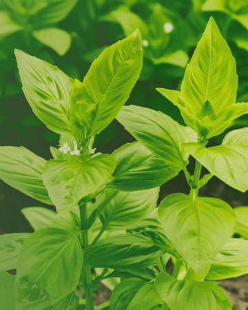 Zitronenbasilikum Samen (Ocimum basilicum) – einjähriges Bio-Kraut
