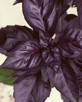Basilikum Red Rubin Samen Ocimum Basilicum bio einjähriges Kraut