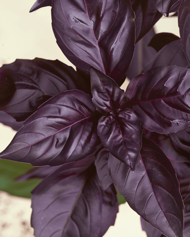 Basilikum Red Rubin Samen (Ocimum basilicum) – einjähriges Bio-Küchenkraut