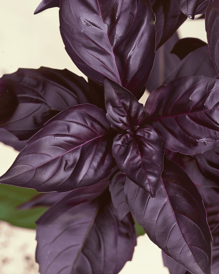Basilikum Red Rubin Samen (Ocimum basilicum) – einjähriges Bio-Küchenkraut