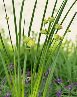 Schnittlauch Samen bio Allium Schoenoprasum mehrjährig Prager
