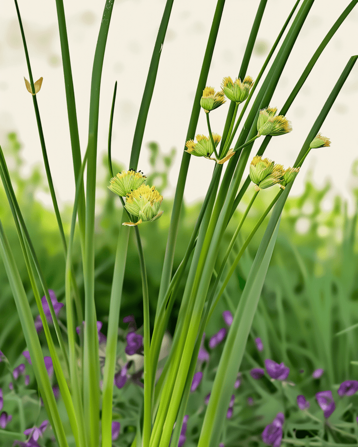 Chives Prager seeds (Allium schoenoprasum) – organic perennial