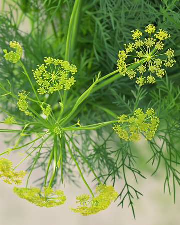 Dillsamen (Anethum graveolens) – Bio-Kräuter, einjährig