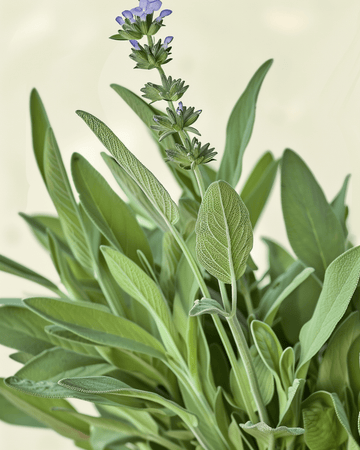 Salbei Samen (Salvia officinalis) – mehrjähriges Bio-Kraut