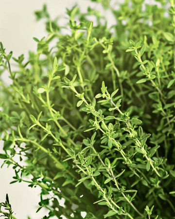 Thyme seeds (Thymus vulgaris) – organic perennial herb