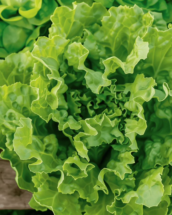 Endive Nummer Vijf 2 seeds (Cichorium endivia) – organic annual vegetable